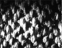 Miniatyrbild 5